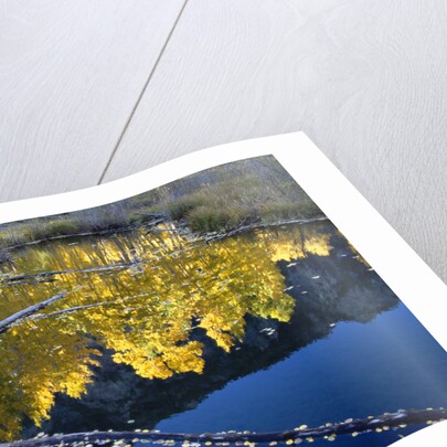 Beaver Pond and Reflection of Golden Aspens by Anonymous