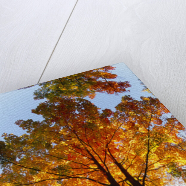 Sugar Maple Glowing in Fall Colors by Anonymous