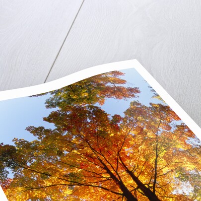 Sugar Maple Glowing in Fall Colors by Anonymous