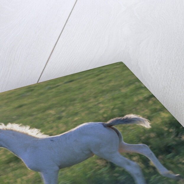 White Spanish Mustang Foal Running to His Mare by Anonymous
