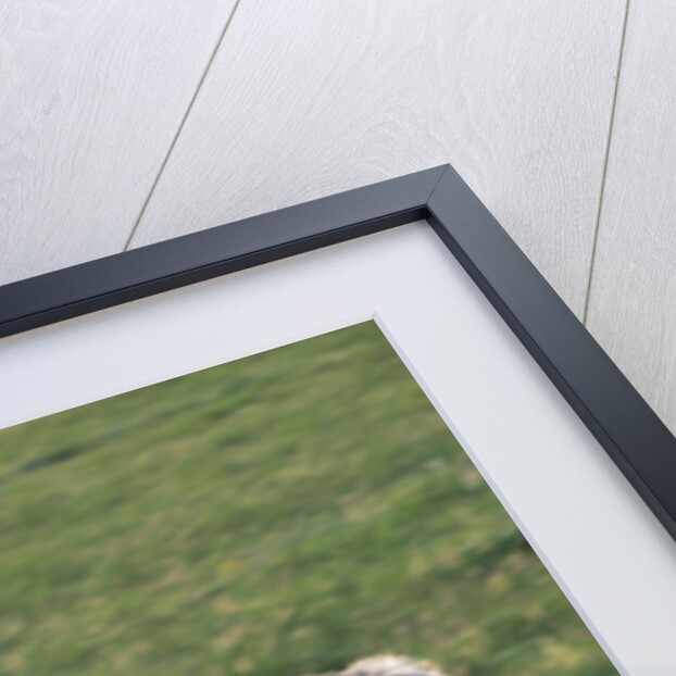 White Spanish Mustang Foal Running to His Mare by Anonymous