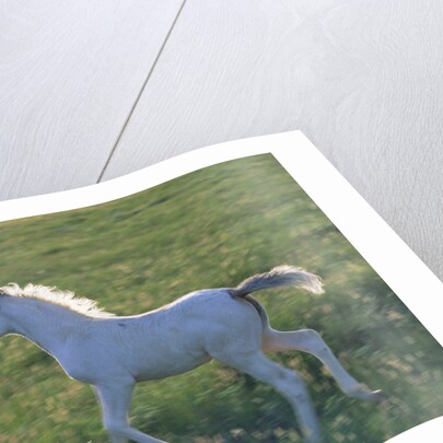 White Spanish Mustang Foal Running to His Mare by Anonymous