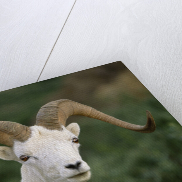 Dall Sheep Ram With Large Horns by Anonymous