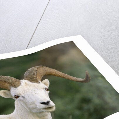 Dall Sheep Ram With Large Horns by Anonymous