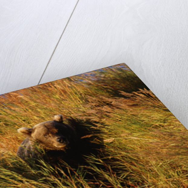 Female Brown (Grizzly) Bear in Tall Grass by Anonymous