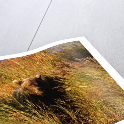 Female Brown (Grizzly) Bear in Tall Grass by Anonymous
