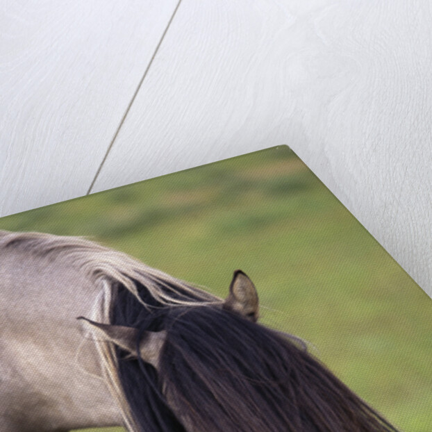 Spanish Mustang Stallion with Long Mane Over Eyes by Anonymous