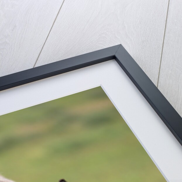 Spanish Mustang Stallion with Long Mane Over Eyes by Anonymous