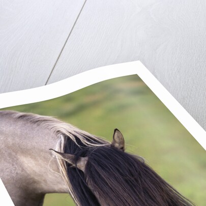 Spanish Mustang Stallion with Long Mane Over Eyes by Anonymous
