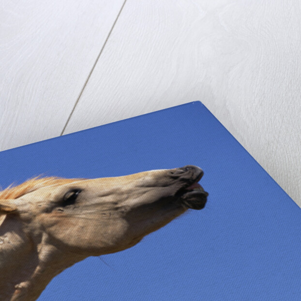 Wild Palomino Mustang Stallion Sniffing Air by Anonymous