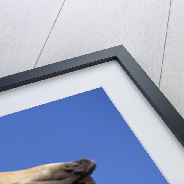 Wild Palomino Mustang Stallion Sniffing Air by Anonymous