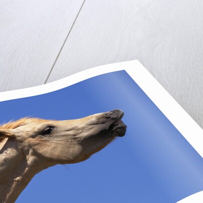 Wild Palomino Mustang Stallion Sniffing Air by Anonymous