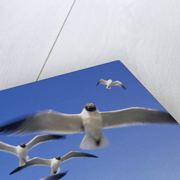 Laughing Gulls Flock in Flight by Anonymous