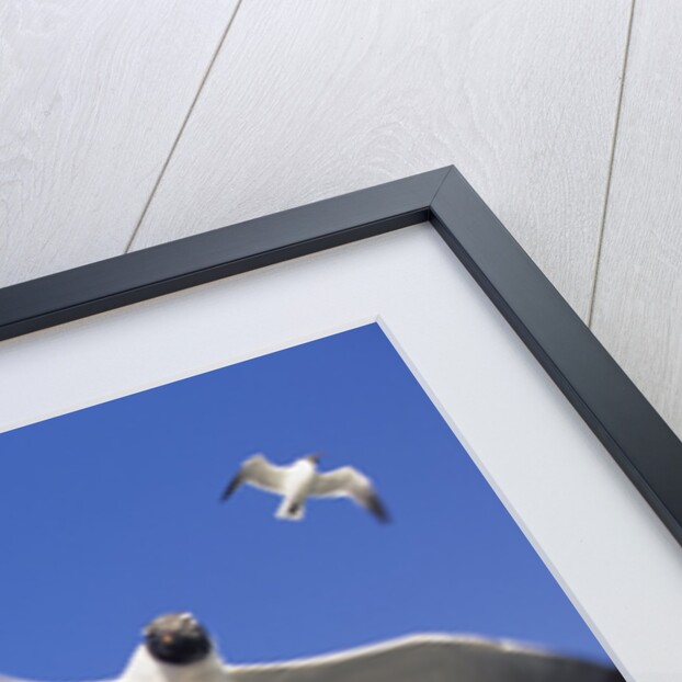 Laughing Gulls Flock in Flight by Anonymous