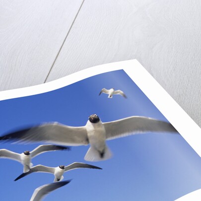 Laughing Gulls Flock in Flight by Anonymous