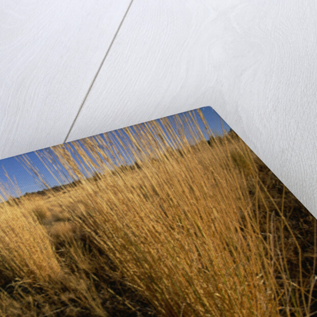Tall Grass in Prairie Grasslands by Anonymous