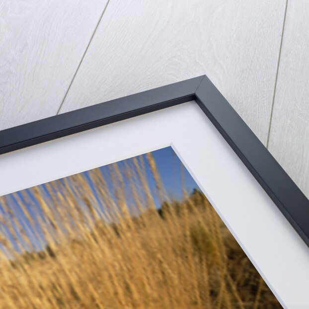 Tall Grass in Prairie Grasslands by Anonymous
