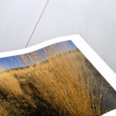 Tall Grass in Prairie Grasslands by Anonymous