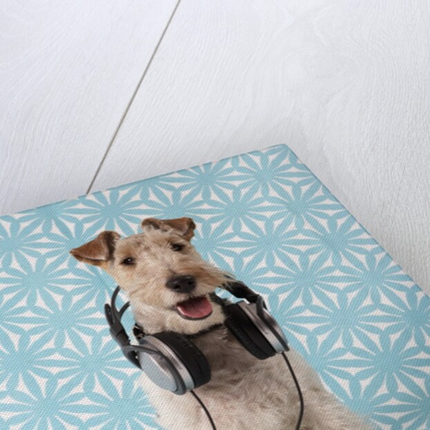 Fox Terrier with Headphones by Corbis