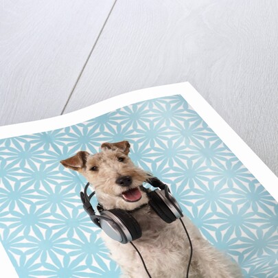 Fox Terrier with Headphones by Corbis