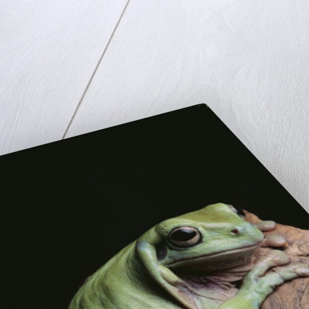 Green Tree Frog by Anonymous