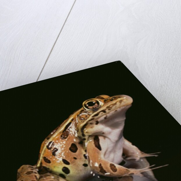 Leopard Frog by Anonymous