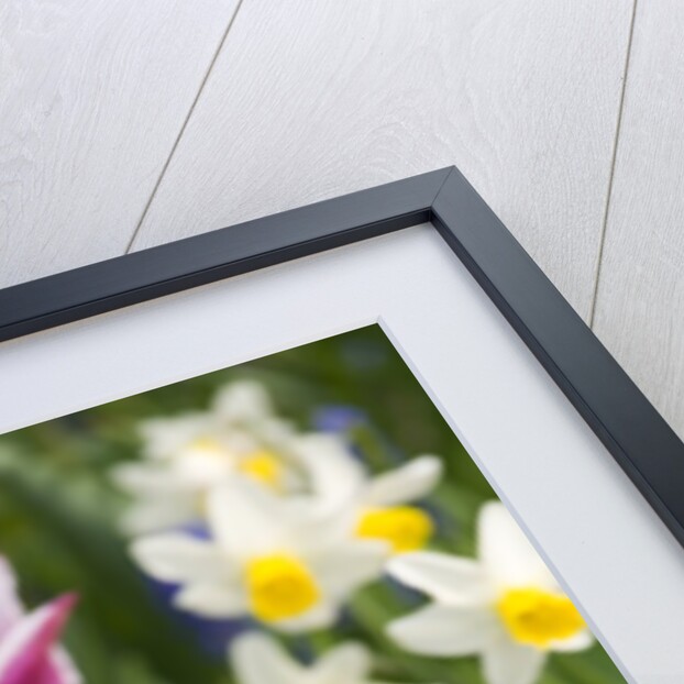 Mixed Spring Bulbs by Anonymous