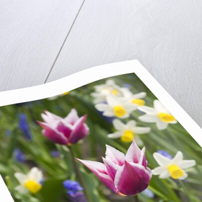 Mixed Spring Bulbs by Anonymous