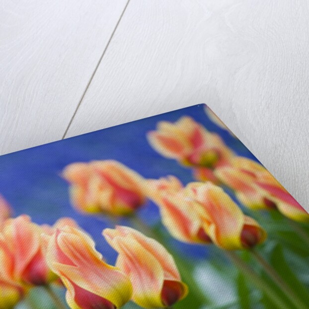Tulipa 'Mary Ann' by Anonymous