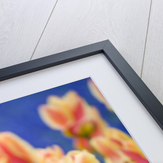 Tulipa 'Mary Ann' by Anonymous