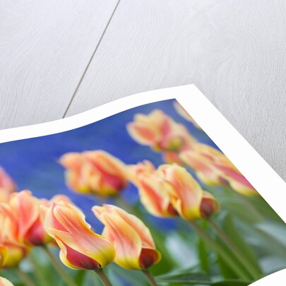 Tulipa 'Mary Ann' by Anonymous