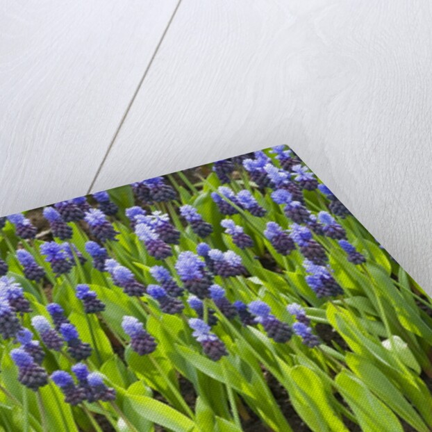 Grape Hyacinth by Anonymous