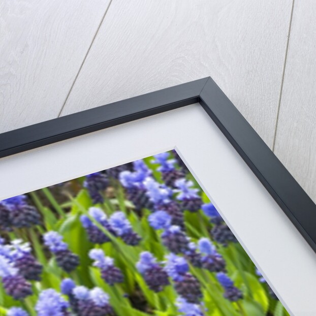 Grape Hyacinth by Anonymous