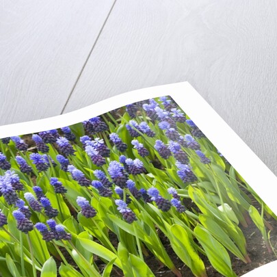 Grape Hyacinth by Anonymous