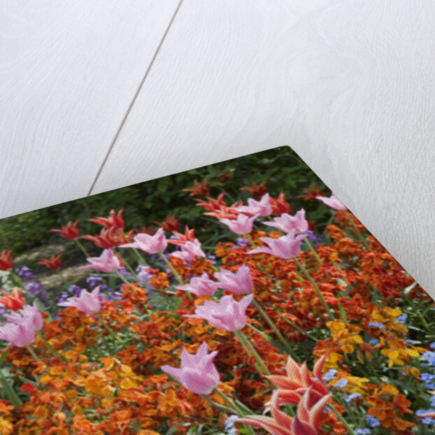 Colorful Flowers in St. James's Park by Anonymous