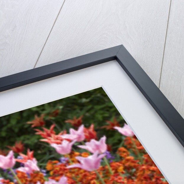 Colorful Flowers in St. James's Park by Anonymous