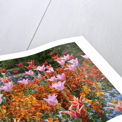 Colorful Flowers in St. James's Park by Anonymous