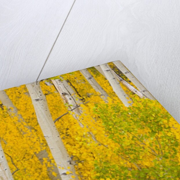 Trees and Autumn Foliage by Anonymous