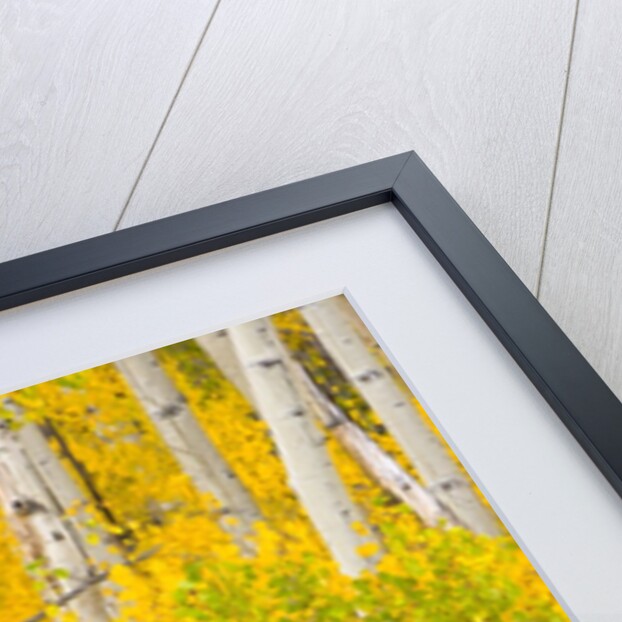 Trees and Autumn Foliage by Anonymous