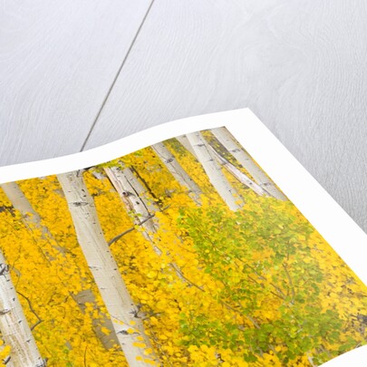 Trees and Autumn Foliage by Anonymous