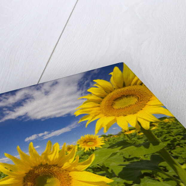 Field of Sunflowers by Anonymous