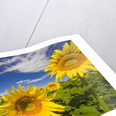 Field of Sunflowers by Anonymous