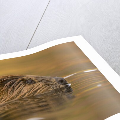 Beaver in Water by Anonymous