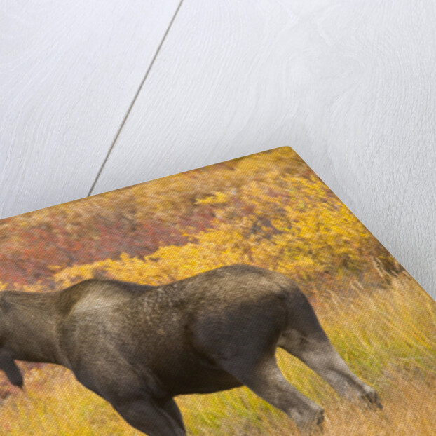 Young Bull Moose Standing in Tundra by Anonymous