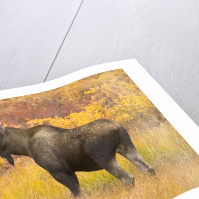 Young Bull Moose Standing in Tundra by Anonymous