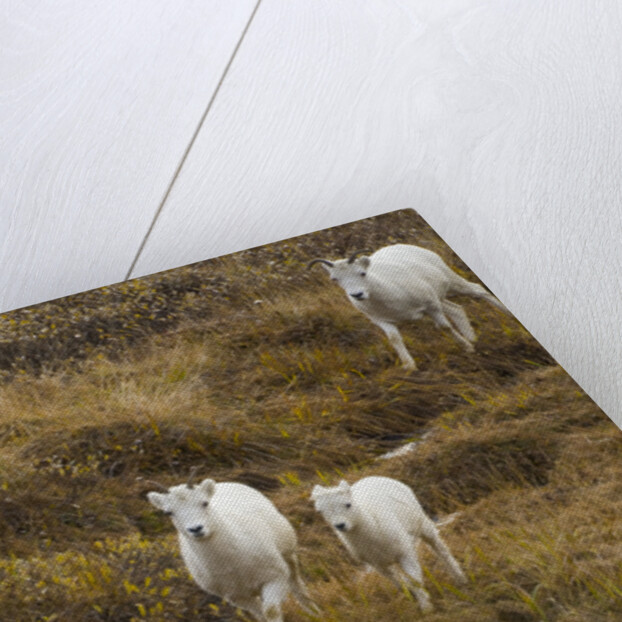 Family of Dall Sheep in Tundra by Anonymous