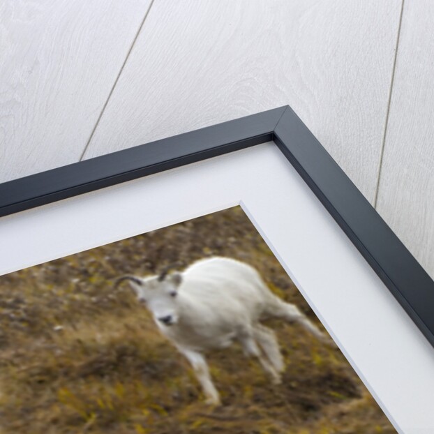 Family of Dall Sheep in Tundra by Anonymous