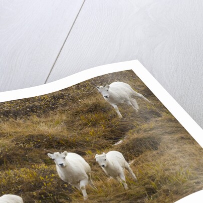 Family of Dall Sheep in Tundra by Anonymous