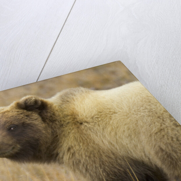 Grizzly Bear Cub in Tundra by Anonymous