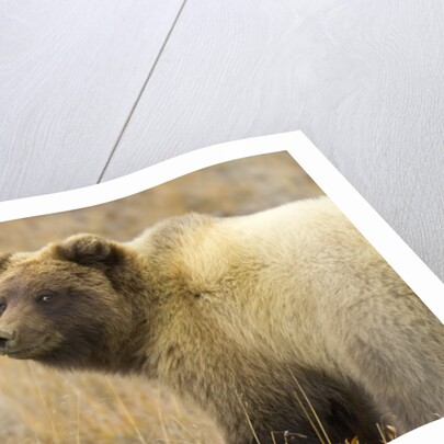 Grizzly Bear Cub in Tundra by Anonymous